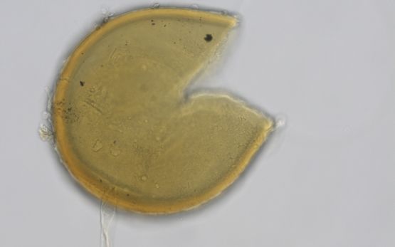 SAF122 Diversispora epigaea